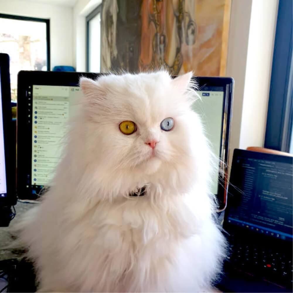 Real petTracer customer photo, cat wearing the tracker collar